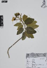 Cordia boissieri image