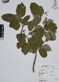 Cordia boissieri image