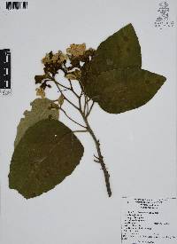 Cordia boissieri image