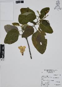 Cordia boissieri image