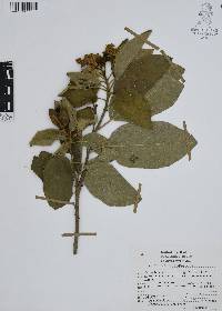Cordia boissieri image