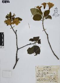 Cordia boissieri image