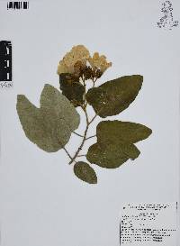 Cordia boissieri image