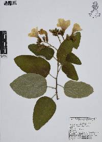 Cordia boissieri image