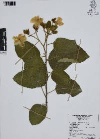 Cordia boissieri image