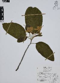 Cordia boissieri image