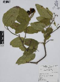 Cordia boissieri image