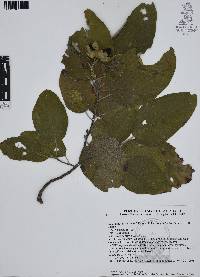 Cordia boissieri image