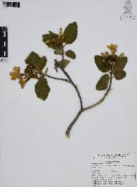 Cordia boissieri image