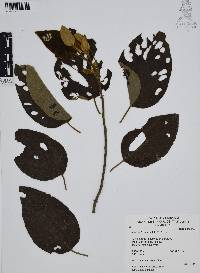 Cordia boissieri image