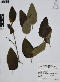 Cordia boissieri image