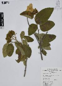 Cordia boissieri image