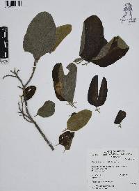 Cordia boissieri image