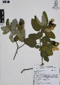 Cordia boissieri image