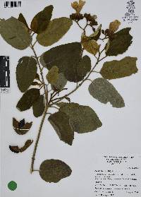 Cordia boissieri image