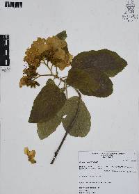 Cordia boissieri image