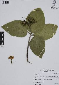 Cordia dodecandra image