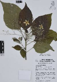 Cordia dodecandra image