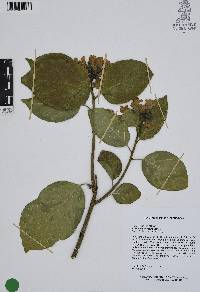 Cordia morelosana image