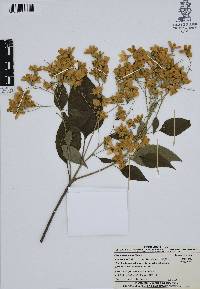 Cordia morelosana image