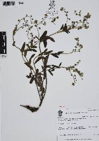 Cynoglossum amabile image