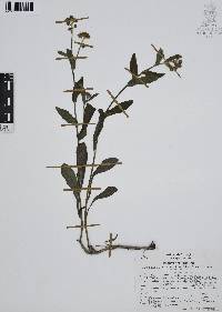 Cynoglossum amabile image