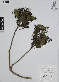 Ehretia anacua image