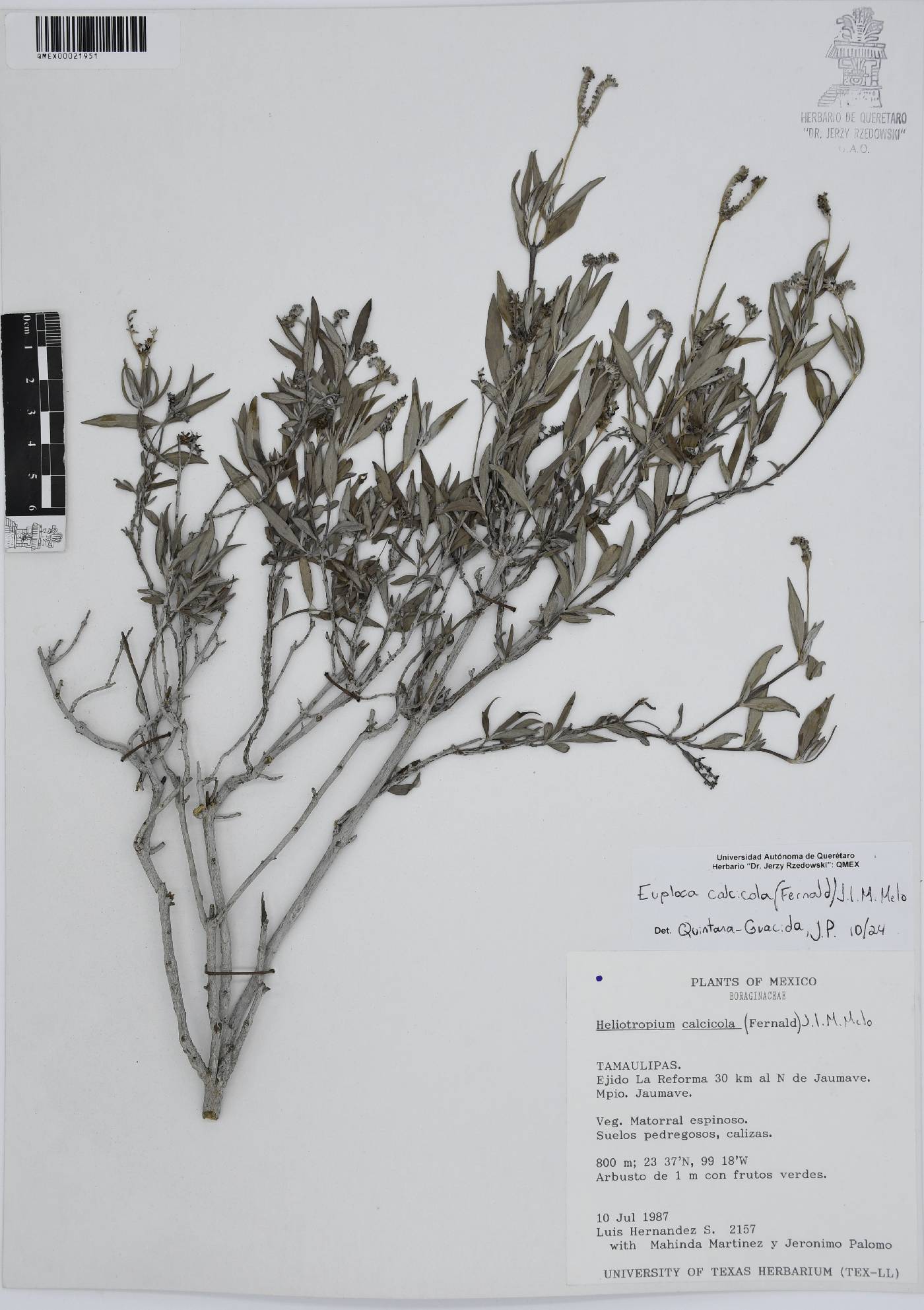 Euploca calcicola image