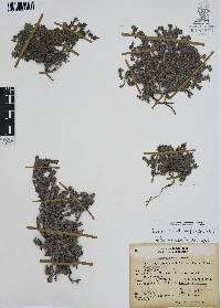 Euploca confertifolia image