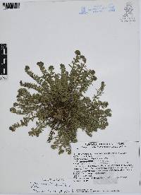 Euploca confertifolia image