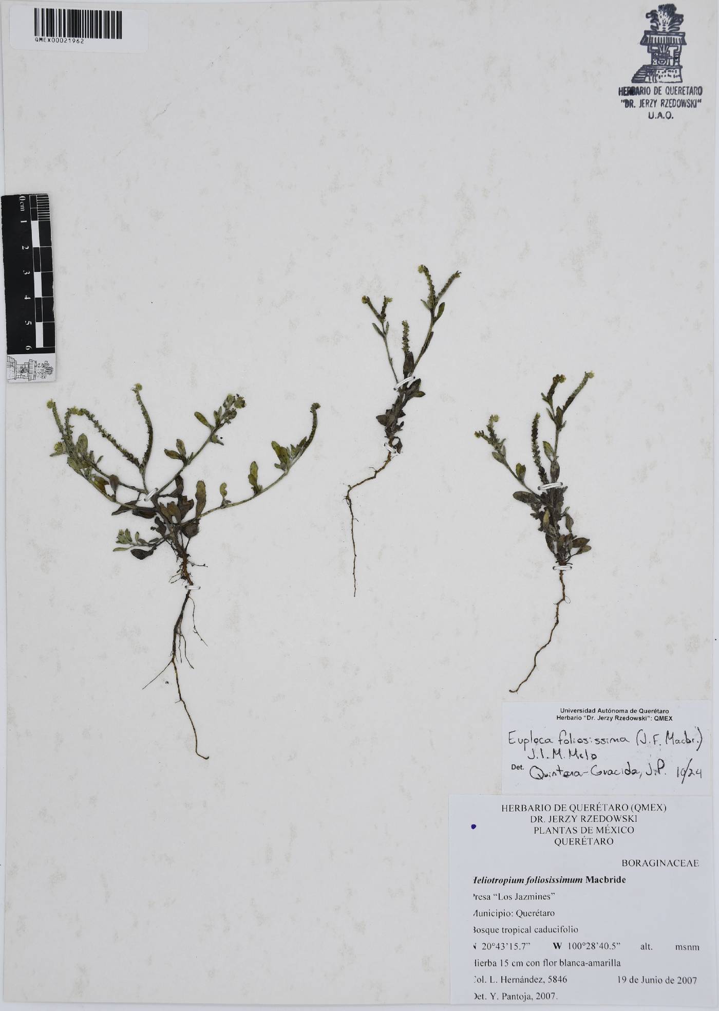 Euploca foliosissima image