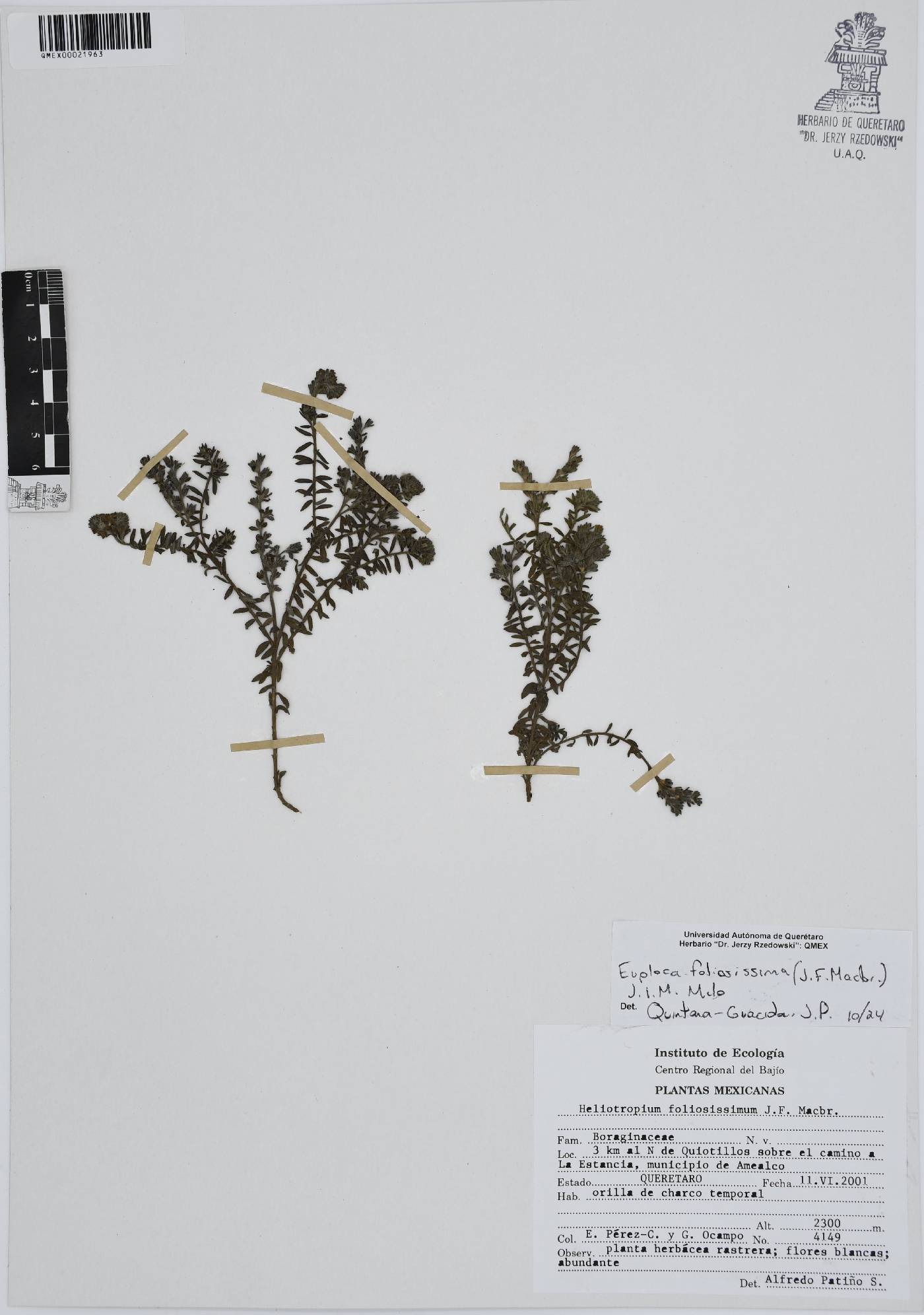 Euploca foliosissima image