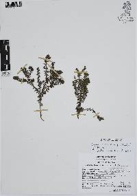 Euploca foliosissima image