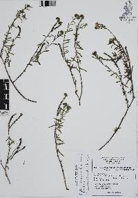 Euploca foliosissima image