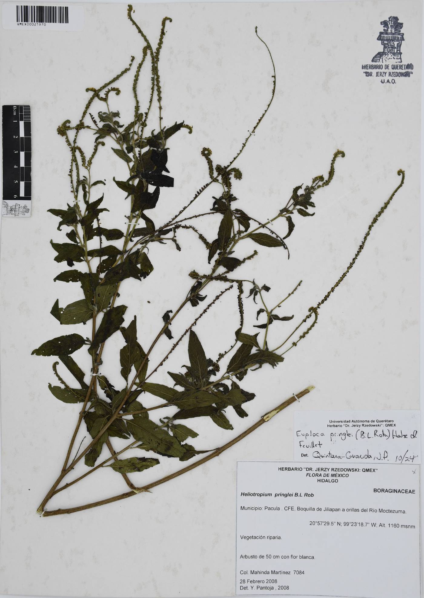 Euploca pringlei image
