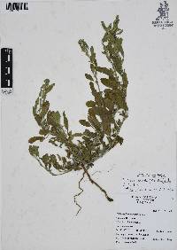 Euploca pringlei image