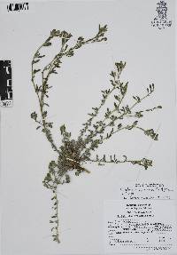 Euploca procumbens image