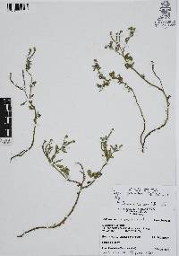 Euploca procumbens image