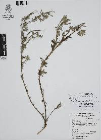 Euploca procumbens image