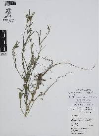 Euploca procumbens image