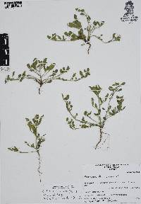 Euploca procumbens image