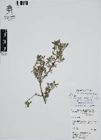 Euploca procumbens image