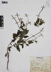 Heliotropium angiospermum image