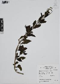 Heliotropium angiospermum image