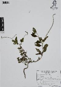 Heliotropium angiospermum image