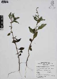 Heliotropium angiospermum image