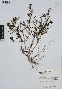 Heliotropium curassavicum image