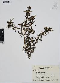 Heliotropium curassavicum image