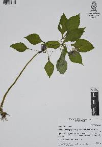 Impatiens balsamina image