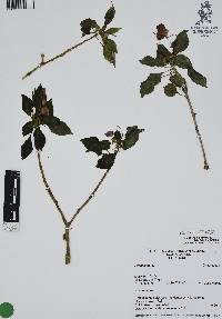 Impatiens balsamina image